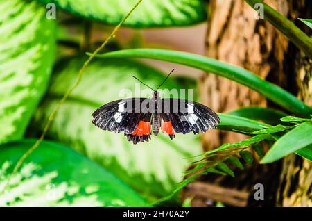 Papillon Parides Iphidamas ou coeur papillon avec des taches rouges. Lépidopteron Banque D'Images