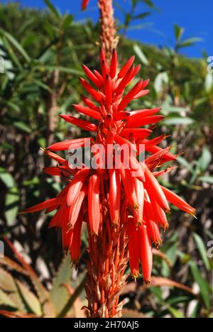 Aloe arborescens Variegata en pleine floraison, Miraflores, Costa del sol, Malaga province, Andalousie,Espagne, Europe Banque D'Images