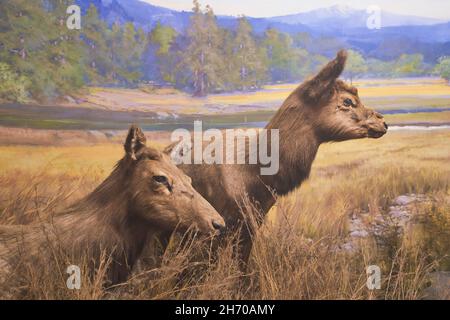 Un diorama d'un taxidermy, une paire de jeunes wapitis farcis dans un champ.Au Musée des Sciences de Springfield, Massachusetts. Banque D'Images