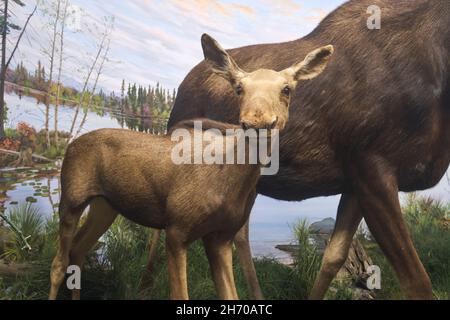 Un diorama d'un taxidermy, bourré jeune orignal avec mère.Au Musée des Sciences de Springfield, Massachusetts. Banque D'Images