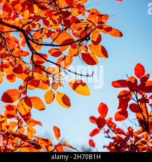 Feuilles d'acolonne dorées colorées pendant la saison d'automne, feuilles orange et jaune dans l'arbre contre le ciel bleu Banque D'Images