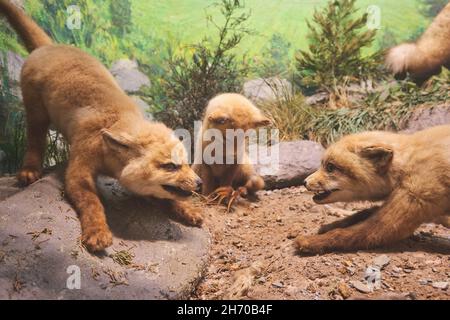 Un diorama d'un taxidermy, bourré petite litière de petits renards rouges jouant.Au Musée des Sciences de Springfield, Massachusetts. Banque D'Images