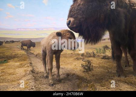 Un diorama d'une mère de bisons farcie avec un jeune veau.Au Musée des Sciences de Springfield, Massachusetts. Banque D'Images