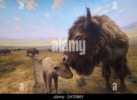 Un diorama d'une mère de bisons farcie avec un jeune veau.Au Musée des Sciences de Springfield, Massachusetts. Banque D'Images