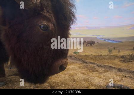 Un diorama d'une tête de bison farcie, taxidermie, en profil.Au Musée des Sciences de Springfield, Massachusetts. Banque D'Images