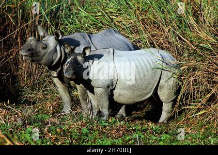 Le parc national de Kaziranga est le plus ancien parc national dans le nord-est de l'état indien de l'Assam. Il a été créé il y a un siècle comme une réserve forestière par le vice-roi britannique Lord Curzon, à la demande de son épouse, pour protéger les Rhinocéros Plus One-Horned. Site du patrimoine mondial de l'UNESCO a déclaré en 1985 le parc est mondialement connue pour son importance comme l'un des derniers habitats non perturbés de la great Indian One-Horned Rhinos. Le prix d'une corne de rhinocéros varie de 20 000 à 35 000 dollars sur le marché international. Aujourd'hui, le parc d'animaux en voie de disparition de nombreuses maisons, y compris les rhinocéros, tigres, éléphants Banque D'Images