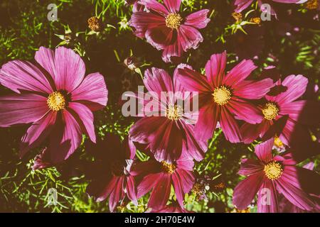 Fleurs roses cosmos dans le parc Banque D'Images