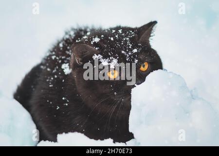 Petit chaton britannique de shorthair marron assis à l'extérieur en hiver. Le chat est assis dans la neige profonde à blizzard Banque D'Images