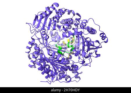 Structure de l'enzyme humaine dégradant l'insuline (bleu) en complexe avec l'insuline (vert-jaune).Modèle de dessin animé 3D, PDB 2wby, fond blanc Banque D'Images