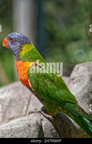 Lorikeet arc-en-ciel, Sanctuaire de Koala de Lone Pine Banque D'Images