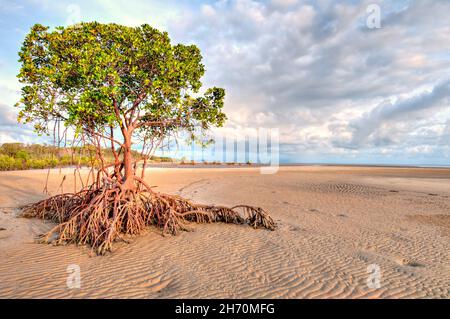 Des mangroves rouges au lever du soleil à l'heure d'or attendent la marée montante à Yule point, dans le Queensland tropical du nord, en Australie. Banque D'Images