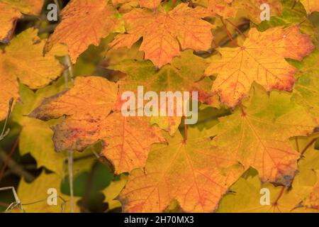 Chaque automne, les feuilles de l'arbre à feuilles caduques, comme cet Acer, commencent à devenir jaune et or tandis que l'arbre se prépare aux jeter pour l'hiver. Banque D'Images