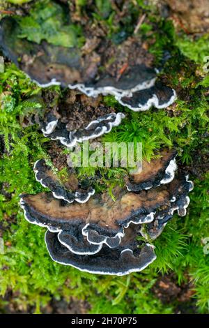 Polypore fumé, support fumé (Bjerkandera adusta).Jeunes fructifications parmi des mousses sur une vieille souche d'arbre.Allemagne Banque D'Images