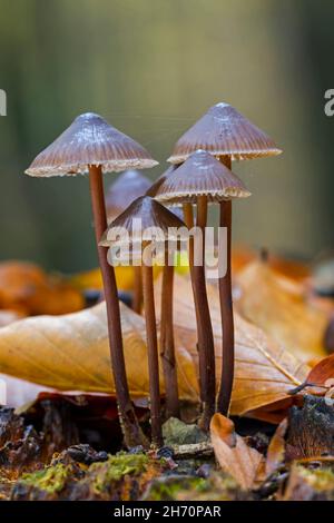 Capot groupé (Mycena inclinata) sur une souche d'arbre en décomposition dans une forêt de hêtre.Allemagne Banque D'Images