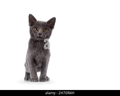 Adorable chaton de chat birman bleu Uni, debout face à l'avant.En regardant directement vers l'appareil photo.Isolé sur un fond blanc. Banque D'Images