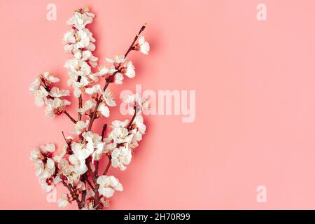 Branches de l'abricot avec fleurs sur fond rose. Placer pour le texte. Le concept de printemps est venu, fête des mères, 8 mars vue du dessus. Flat Lay Bonjour Banque D'Images