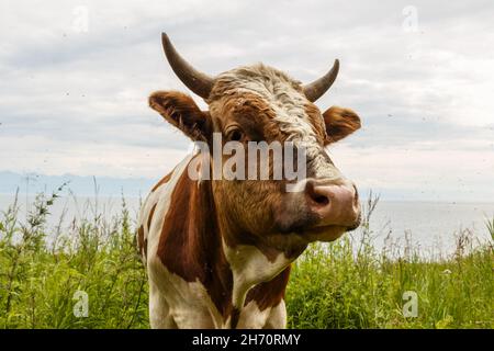 Tête de taureau rouge. Le taureau rouge se dresse dans un pâturage près du lac et regarde dans la caméra. Banque D'Images