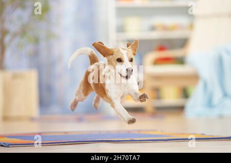 Beagle.Un chien adulte dans un salon, courir sur un tapis.Allemagne Banque D'Images