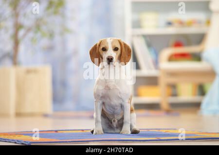 Beagle.Un chien adulte dans un salon, assis sur un tapis.Allemagne Banque D'Images