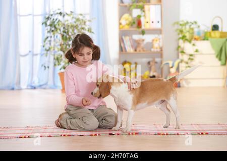 Une petite fille joue avec un beagle adulte dans un salon.Allemagne Banque D'Images