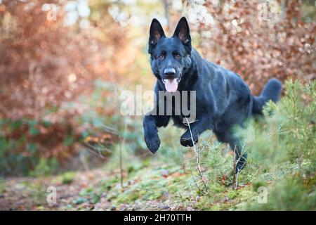 Berger allemand, alsacien.Chien adulte noir courant dans une forêt en automne.Allemagne Banque D'Images