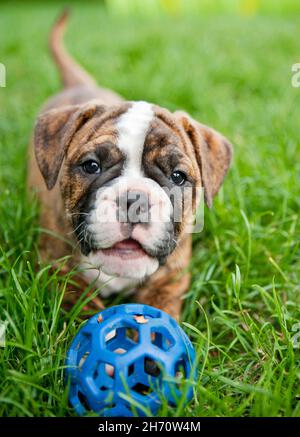 Bulldog continental, chiot sur un pré, jouant avec une balle.Allemagne Banque D'Images