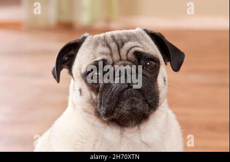 PUG, Portrait du chien adulte.Allemagne Banque D'Images