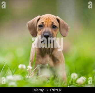 Rhodésie Ridgeback.Chiot assis dans l'herbe.Allemagne. Banque D'Images