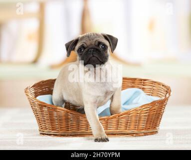 PAG.Chiot laissant son lit dans un panier en osier.Allemagne Banque D'Images