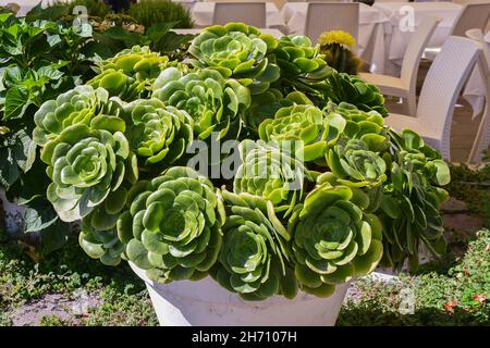 Gros plan d'une plante en pot d'Echeveria dans le jardin d'un restaurant en plein air en été, Alassio, Savona, Ligurie, Italie Banque D'Images