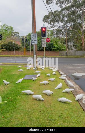 Un troupeau de Cockatoos à Crested Sulphur (Cacatua galerita) mangeant des graines d'herbe sur un sentier près d'un ensemble de feux de signalisation à Sydney, en Australie Banque D'Images