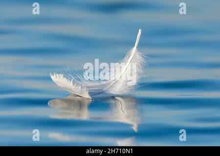 Mute Swan (Cygnus olor).Gros plan d'une plume de cygne flottante sur l'eau bleue, Thurgau, Suisse Banque D'Images