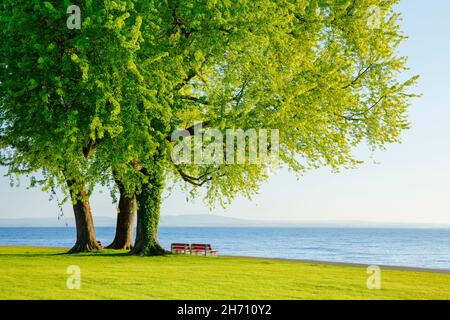 Érable argenté (Acer saccharinum).Bancs sous grands arbres sur les rives du lac de Constance près d'Arbon à Thurgau, Suisse Banque D'Images