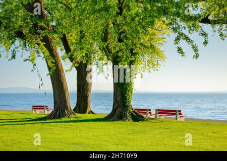 Érable argenté (Acer saccharinum).Bancs sous grands arbres sur les rives du lac de Constance près d'Arbon à Thurgau, Suisse Banque D'Images