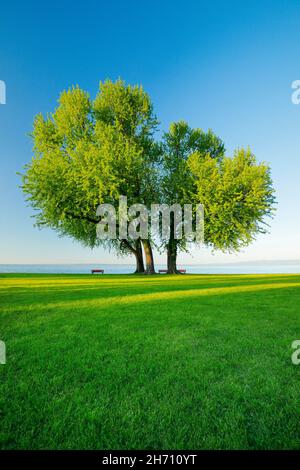 Érable argenté (Acer saccharinum).Bancs sous grands arbres sur les rives du lac de Constance près d'Arbon à Thurgau, Suisse Banque D'Images