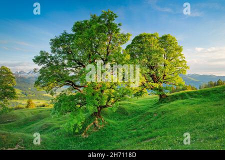 Érable sycamore (Acer pseudoplatanus) au printemps.Près d'Ennetbuehl à Toggenburg, canton de Saint-Gall, Suisse Banque D'Images