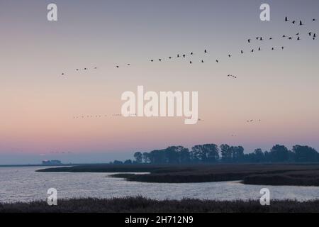 Grue commune (Grus Grus).Flock survolant le lagon au lever du soleil, parc national de la région de la lagune de la Poméranie occidentale, Mecklembourg-Poméranie occidentale, Allemagne Banque D'Images