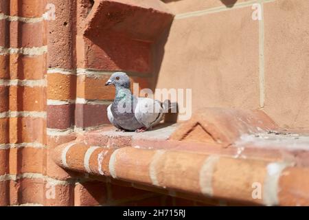 Pigeon sauvage sur la façade en brique de l'hôtel de ville de Kolobrzeg en Pologne Banque D'Images