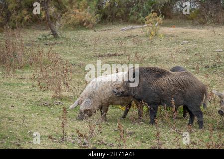 Le sanglier (sus scrofa) dirige le troupeau de porcs sauvages (hybrides de sangliers-cochons) dans un pré d'automne Banque D'Images