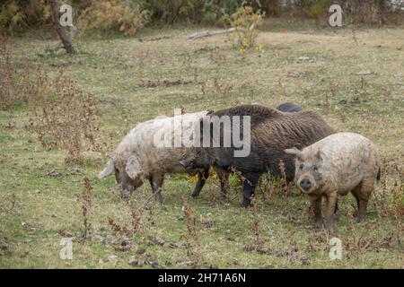 Le sanglier (sus scrofa) dirige le troupeau de porcs sauvages (hybrides de sangliers-cochons) dans un pré d'automne Banque D'Images