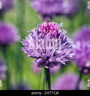 Gros plan de Chives, nom scientifique Allium schoenoprasum.Mise au point sélectionnée. Banque D'Images