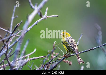 canari de l'Atlantique (Serinus canaria) ou canari sauvage, homme Banque D'Images