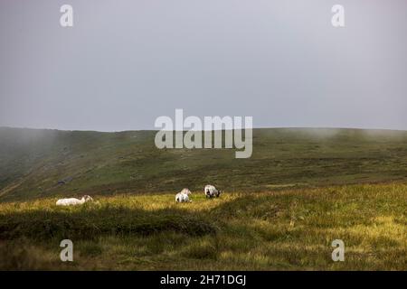 Moutons paissant dans une zone de lumière du soleil à travers la brume sur le sommet de la montagne de Lugnaquilla, la plus haute à Leinster, comté de Wicklow, Irlande Banque D'Images