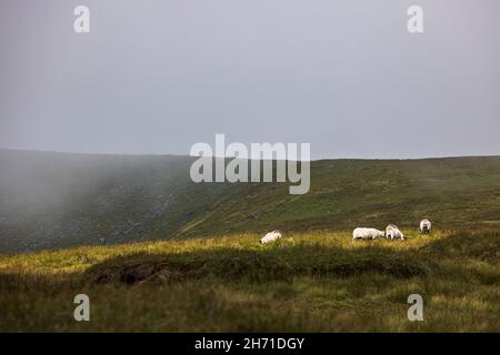 Moutons paissant dans une zone de lumière du soleil à travers la brume sur le sommet de la montagne de Lugnaquilla, la plus haute à Leinster, comté de Wicklow, Irlande Banque D'Images