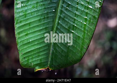 Gros plan de la feuille de Banana/feuille de plantain/raindrop/ le jour des pluies/Kerala Banque D'Images