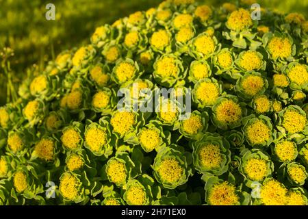 Tiges vertes de Rhodiola rosea au printemps.le beau fond gros plan. L'usine est utilisée pour la médecine de fabrication Banque D'Images