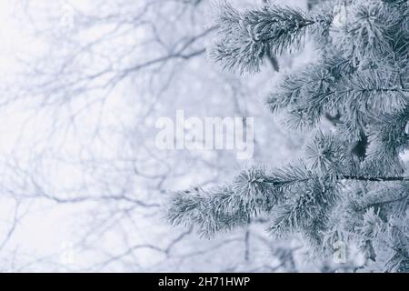 Des pattes d'épinette moelleuses recouvertes de neige sur le fond d'un magnifique bokeh blanc Banque D'Images