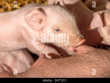 Petit porcelet buvant de la téterelle, de la bouche et du museau de la mère cochon sucer, mignons cheveux et rose Banque D'Images