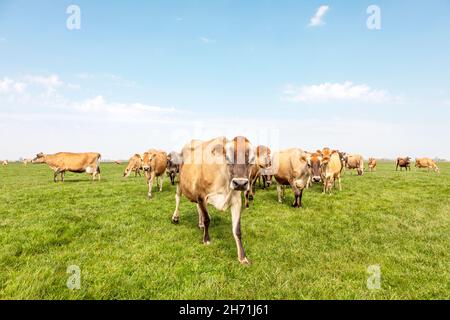 Groupe de vaches en jersey paissant dans le pâturage, paisible et ensoleillé dans le paysage frison hollandais de terre plate avec un ciel bleu et un horizon droit, large Banque D'Images