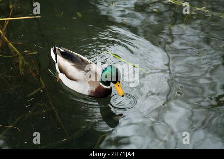 Canard Malard mâle sur le canal Cromford en automne, Cromford, Peak District, Derbyshire, Angleterre,Royaume-Uni Banque D'Images